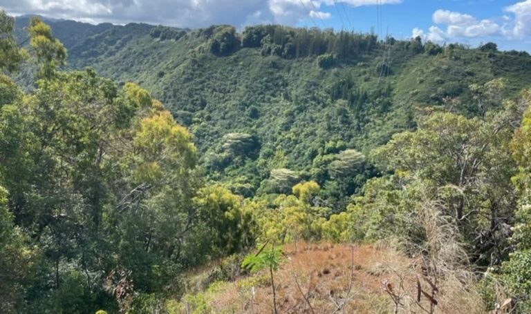 Amerikan basını “Brezilya” diyor: “Kimyasallarla yok edildi”