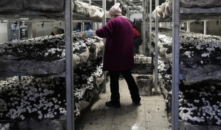 4 odada üretim yaparak şehrin ihtiyacını karşılıyor! 44 günde büyüyor…