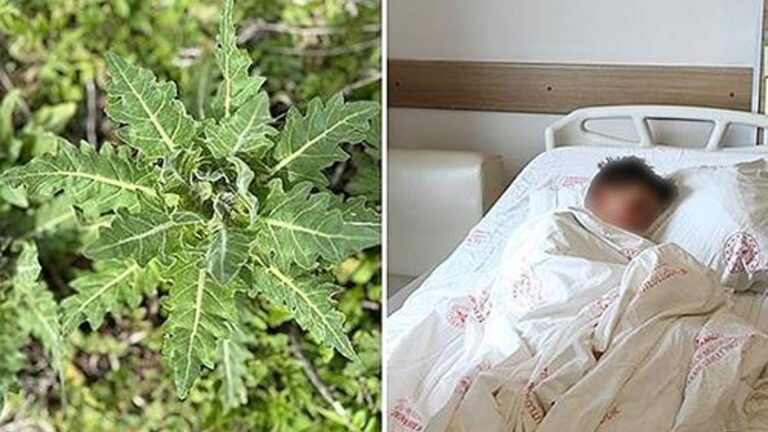 Deli bat bat otu, yanlış tüketildiğinde ciddi zehirlenmelere yol açabiliyor! Deli bat bat otu nedir?